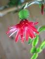 راهنمای نگهداری و پرورش گل و گیاهان زینتی - کاکتوس عید پاک